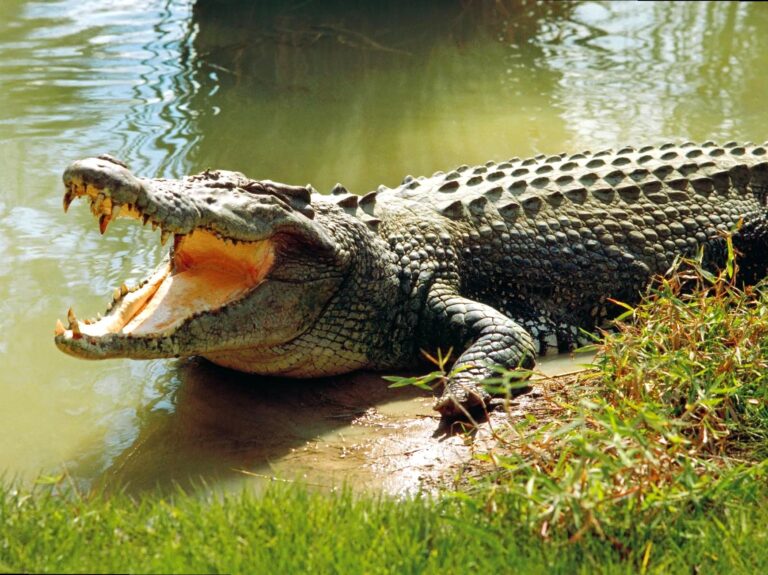 Where to see crocodiles around Darwin