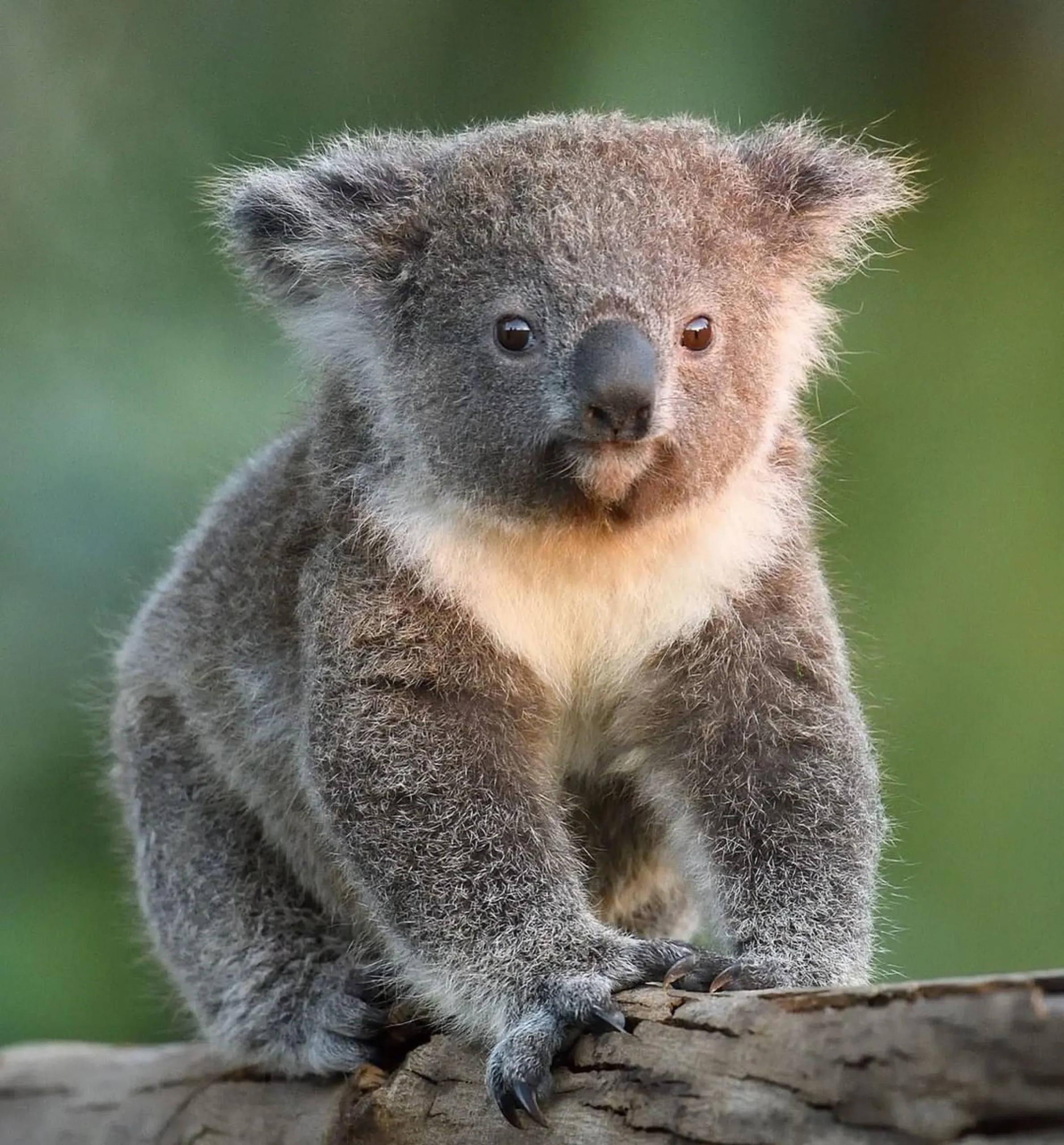 Koalas in Kakadu